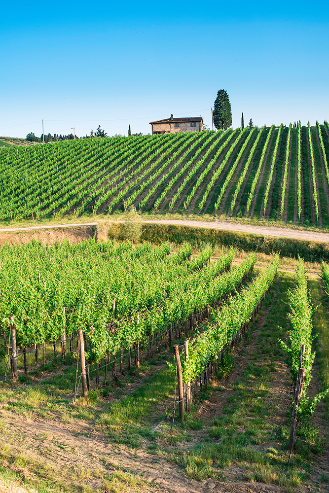 tuscan_vineyards.jpg