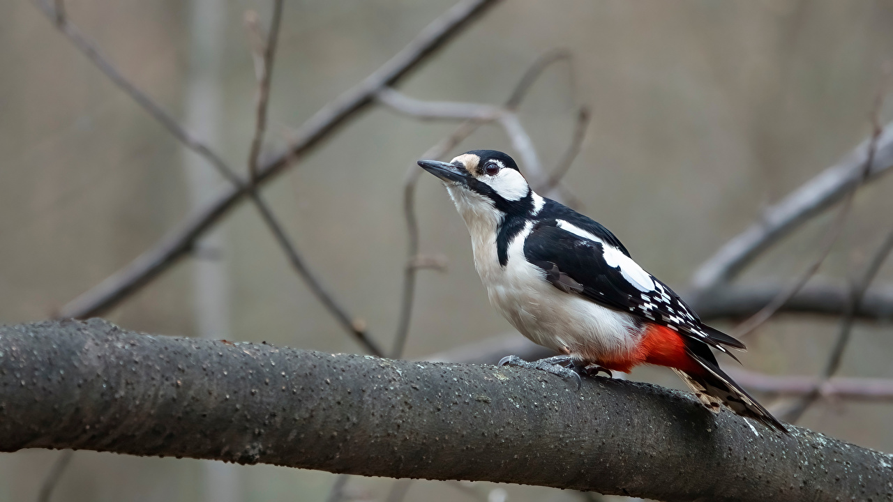 woodpecker_birds_branches_611473_1280x720.jpg